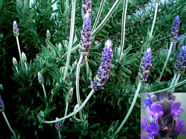 ラベンダーデンタータ 朝歩きの花暦