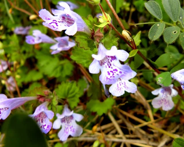 カキドオシ カントリソウ 自宅 花と徒然なるままに