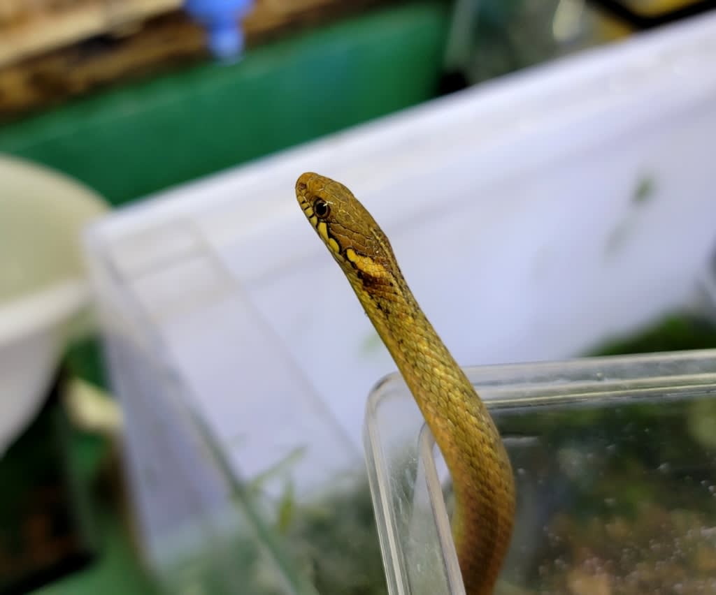 ヒバカリ 熱帯魚店モンスターアクアリウム 川口店 買取販売情報 ヒバカリ 熱帯魚店モンスターアクアリウム 川口店 買取販売情報