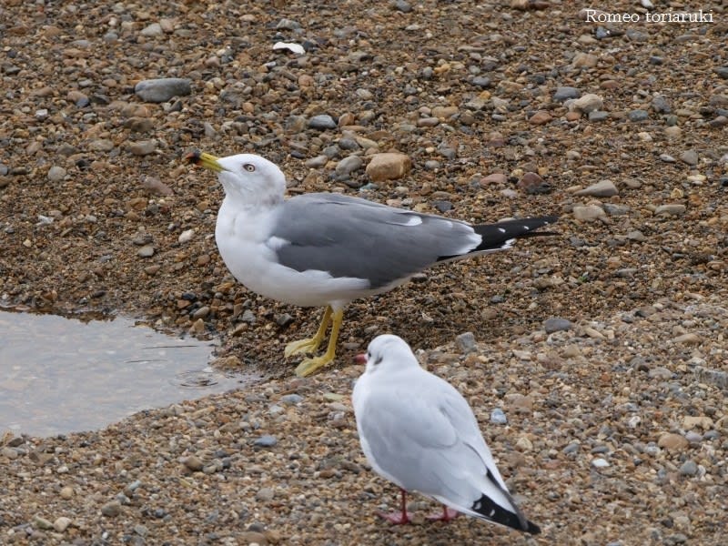 冬の海辺で鳥を見る 気楽にとり 鳥 撮り 歩き
