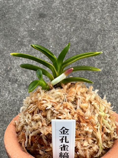 店舗在庫あり 富貴蘭 白龍の舞 ar-sports.com