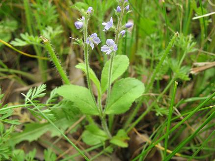 Common Speedwell