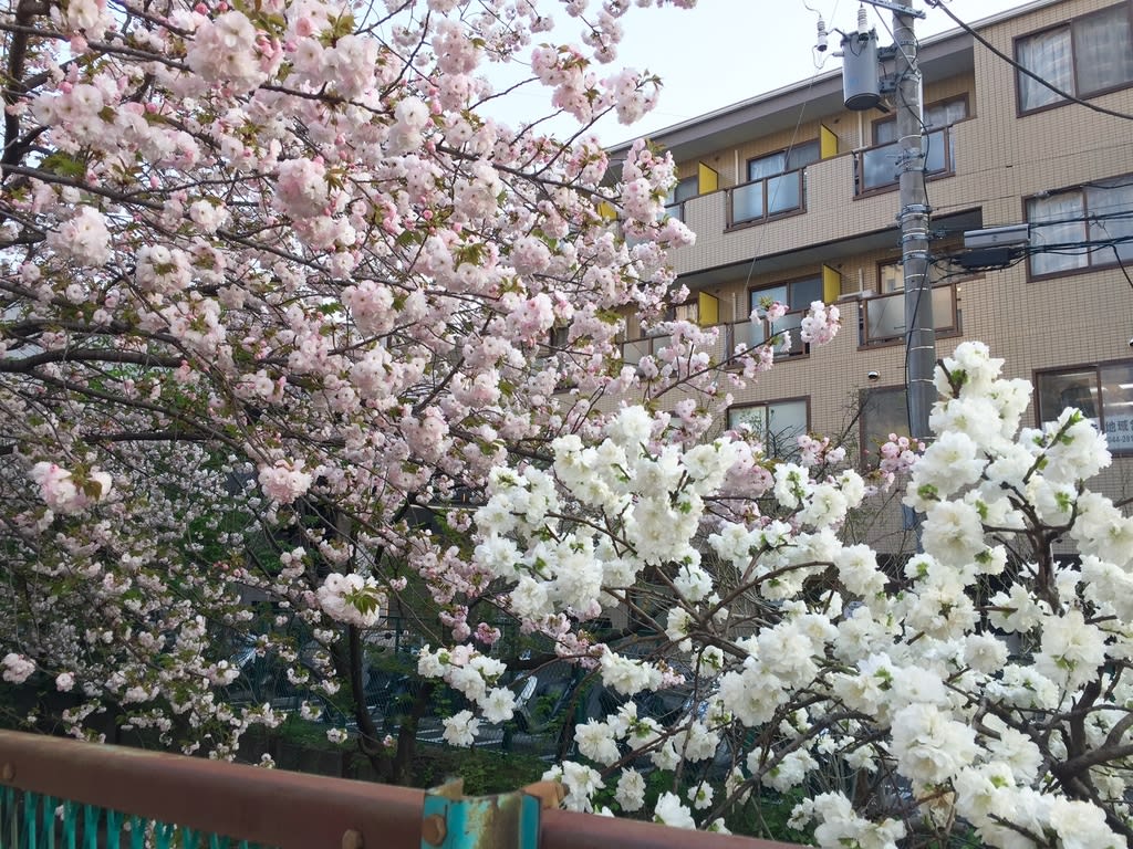 いきのこるために 暖簾に腕押し日記