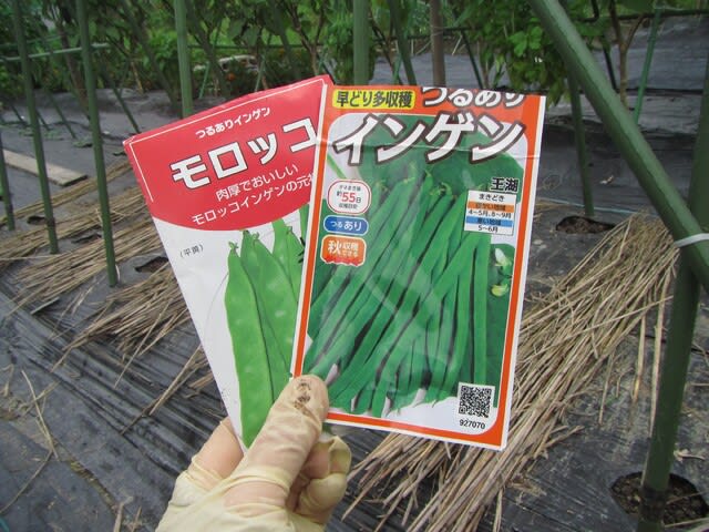 秋インゲンのタネまき 大好き 野菜の時間 秋インゲンのタネまき 大好き 野菜の時間