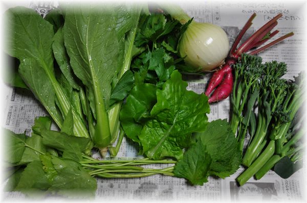 採れたて野菜 2009年5月27日