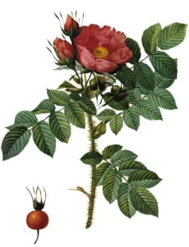 バラの野生種 オールドローズの系譜 日本からのバラ モノトーンでのときめき