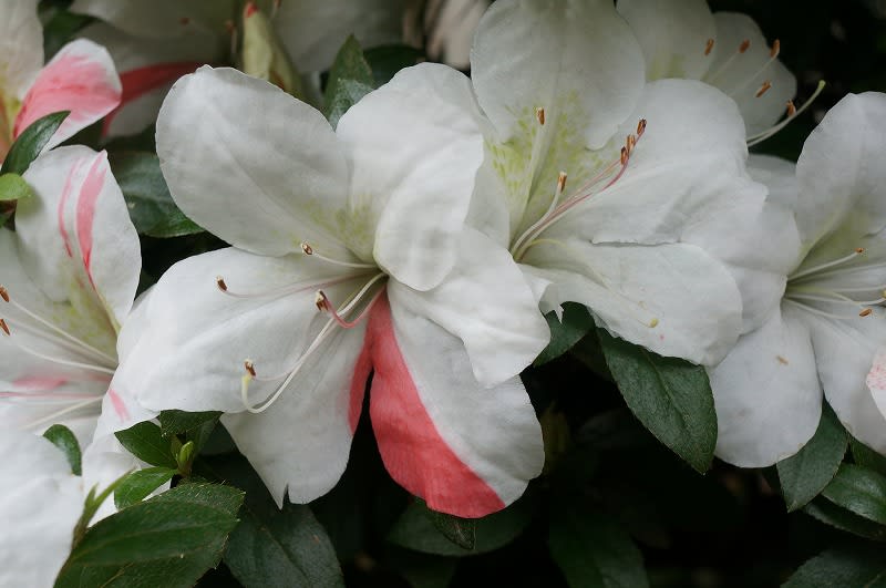 月が注ぐ花⊰❀様ご確認用 護美錦(2) - 皐月の花・専科