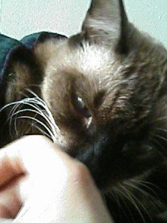 クンクンと タヌキなデブ猫日記 クンクンと タヌキなデブ猫日記