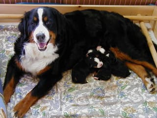 我が家の愛犬です＾＾ バーニーズマウンテンドッグ♪ - 大空への夢に