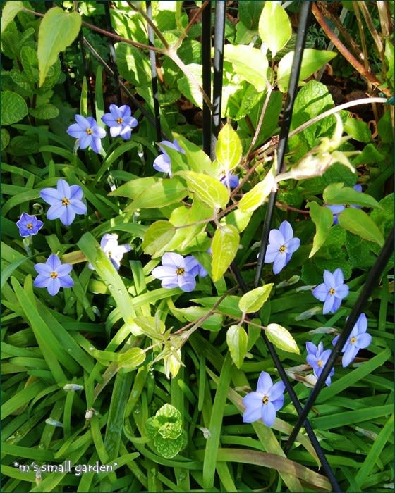 青い花と緑の苔 夕方の庭 M S Small Garden Milky Mamaの小さな庭