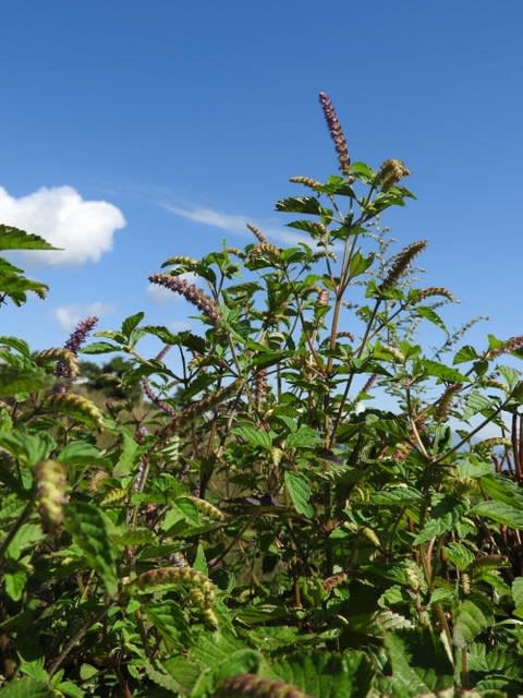 高ボッチ高原・鉢伏山で最近咲いている花　ナギナタコウジュ（薙刀香じゅ）