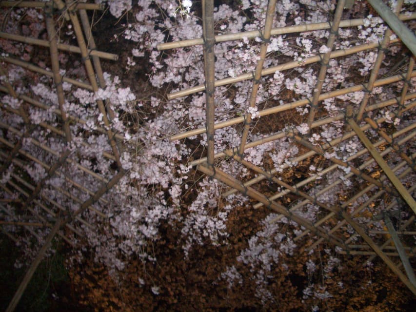 夜桜－2