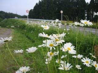 かわいいフランスギク マーガレット はぐれけんきゅういん リターンズ