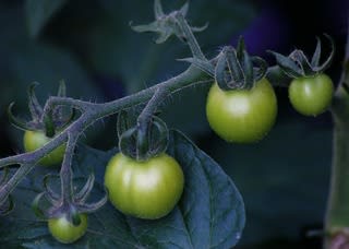 トマト栽培日記２０１０ ６ 実が大きくなり始める 熟年の文化徒然雑記帳