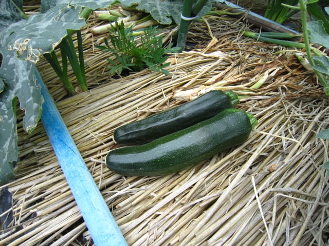 ズッキーニの収穫が始まりました 大好き 野菜の時間