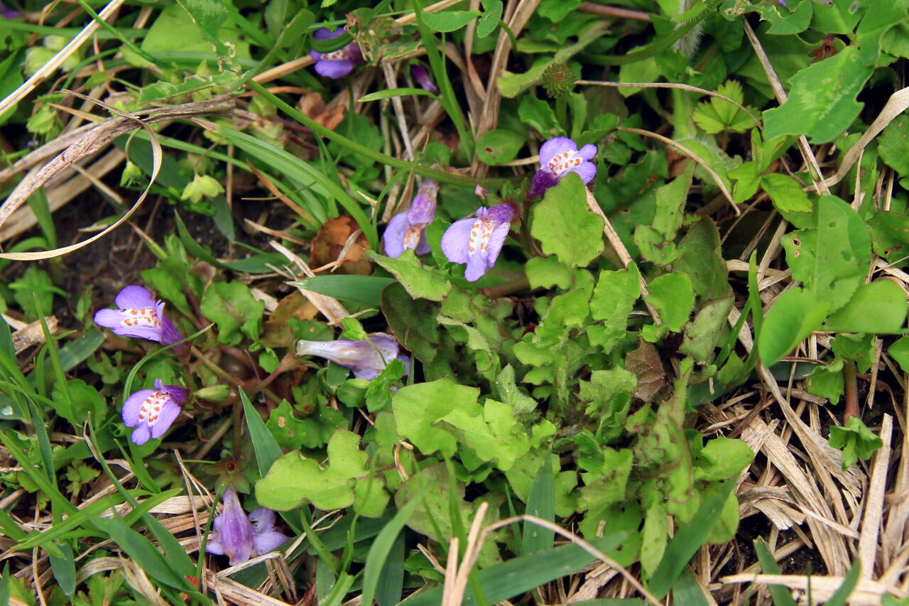 季節の花 いろいろ そのⅡの画像