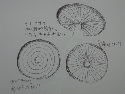 爆弾キノコの真実 Ka Ze No Ne I Ro