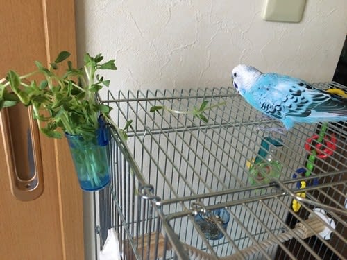 はち 豆苗でおあそび ぷちもかぷらす