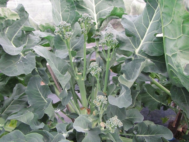 茎ブロッコリー スティックセニョール の収穫 どこから切る 大好き 野菜の時間