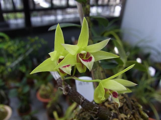 鉄皮セッコク 矮性 Dendrobium Officinale Dwarf Form ベランダ蘭