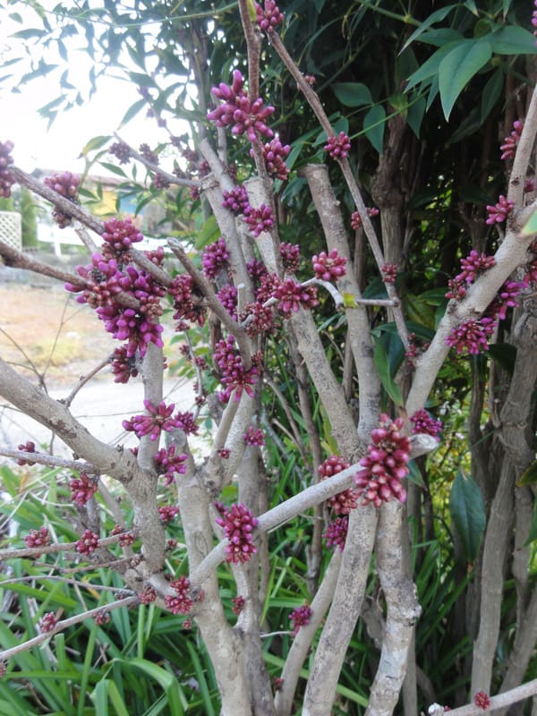 Dsc00549 Dsc00549
