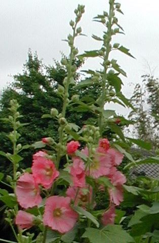 夏の花 ピンク色の葵 四季をカット