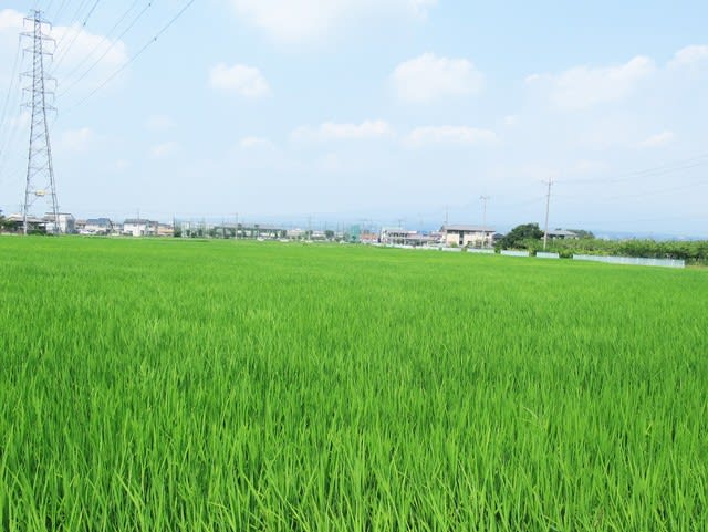 片貝田んぼの稲もまだ出穂してなくて 草合歓 高三郎 澤瀉 立派な名前の草々に会ってきました 猫のキキとヒゲおじさんのあんじゃあない毎日