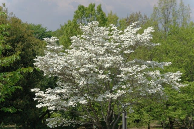 ハナミズキ 桜とともに咲く北米原産の花木は3月18日の誕生花 Aiグッチ のつぶやき