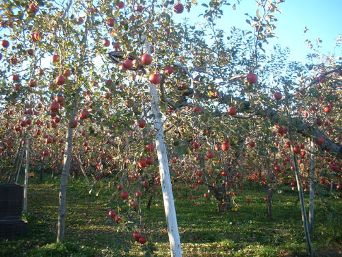 りんご畑の樹の下に 10月のバラ