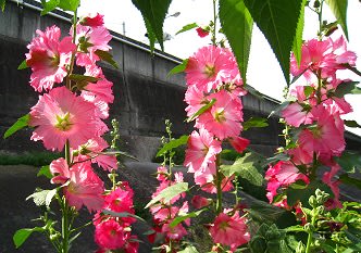 1677話 梅雨に咲く花 タチアオイ ツユアオイ おじい様の独り言 1677話 梅雨に咲く花 タチアオイ ツユアオイ おじい様の独り言