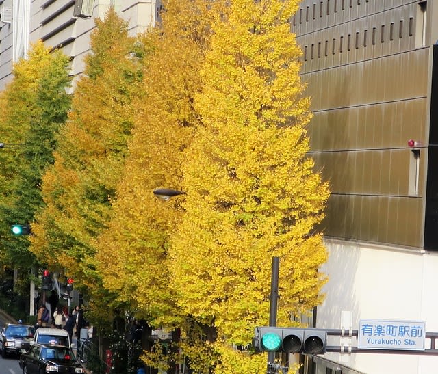 イチョウ   黄葉