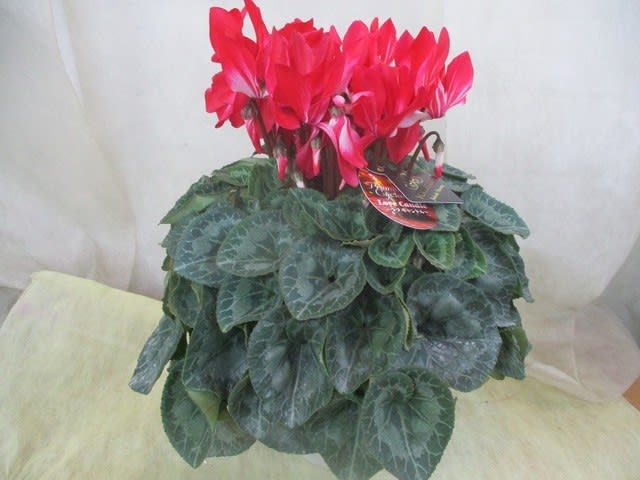 シクラメン5寸鉢を入荷致しました 御歳暮 自宅用 神奈川県 茅ケ崎市の花屋 さんこう生花店 のgooブログ