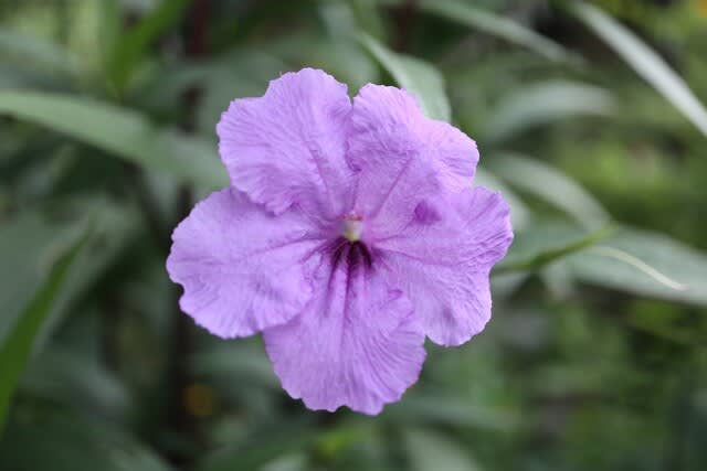 紫がかったピンクの花がかわいい ルエリア 夏の花 22 94 野の花 庭の花