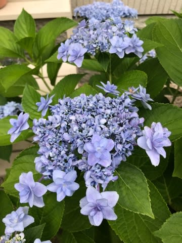 6月の花嫁はこんなブーケを持つのかな