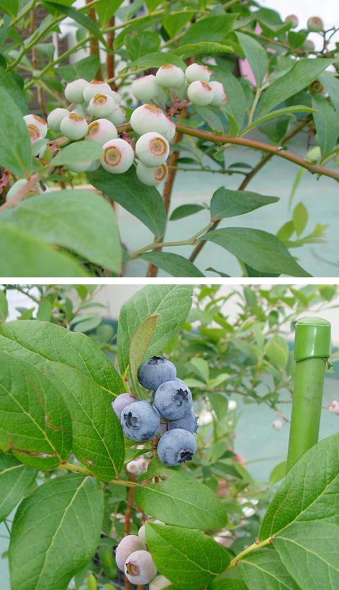 ブルーベリーの収穫時期 バルコニーで フルーツ栽培記
