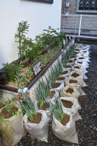 土嚢 どのう 袋で完全無農薬栽培 リユースショップ３６ 薔薇とレンガで潤いある庭作りをお手伝いします