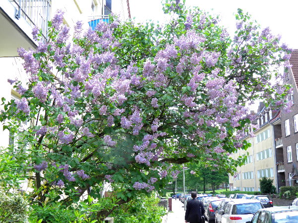 今日の花は 薄紫色のライラックです ジージのドイツ花便り