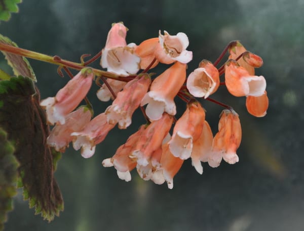 スミシアンサ ジュンコはどの子 花の公園 俳句 ing スミシアンサ ジュンコはどの子 花の公園 俳句 ing