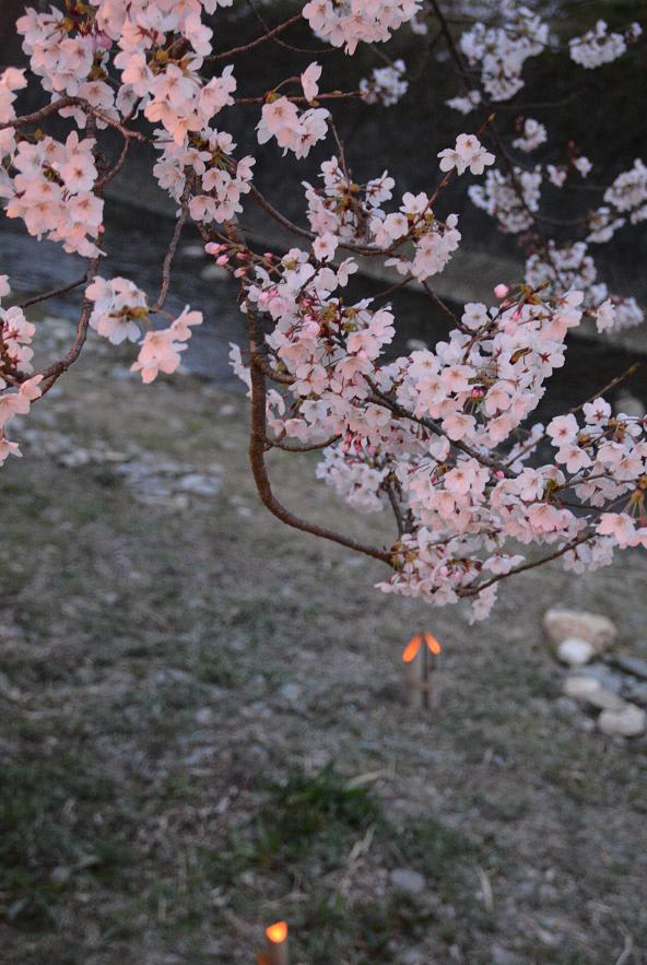 琴海花まつり 長崎市琴海 戸根川沿いの桜並木 日常