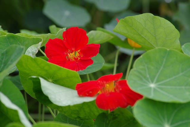 ナスタチウム キンレンカ の花 季節の花歩き ナスタチウム キンレンカ の花 季節の花歩き