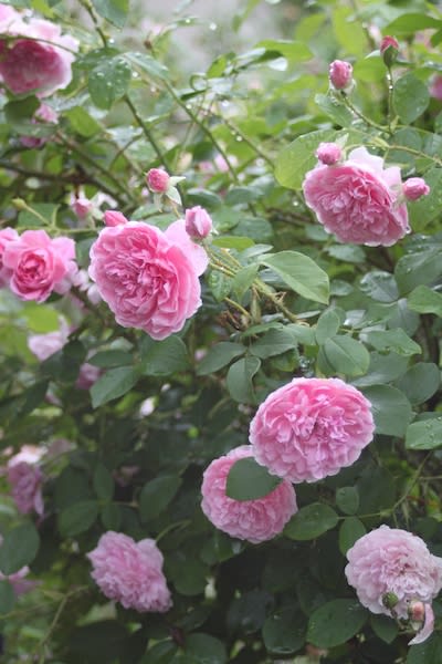 今日の植物 バラ スペクタビリス 群星 ハーローカー 素敵な庭造り その後の庭