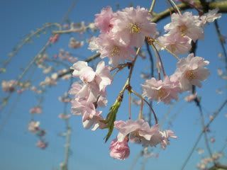 桜 我が家の庭の花