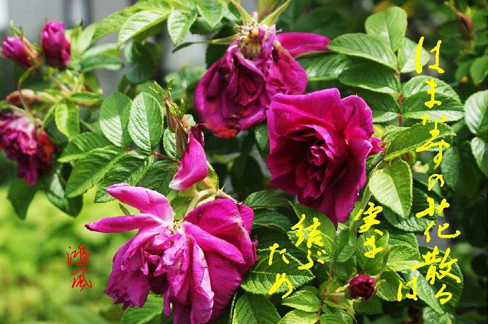 はまなすの花散るは実を結ぶため 葉隠れのはまなすの花破綻せり 鴻風俳句教室 はまなすの花散るは実を結ぶため 葉隠れのはまなすの花破綻せり 鴻風俳句教室