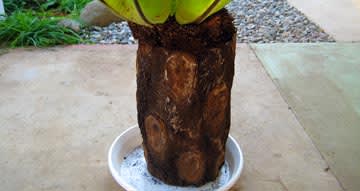 Taniwataripot