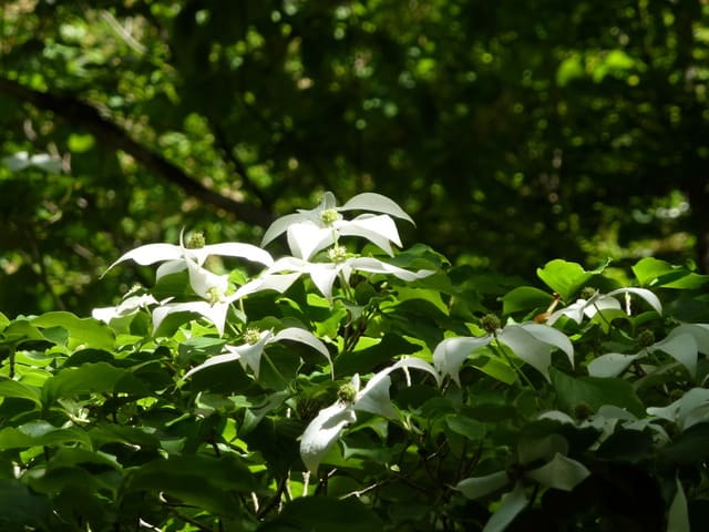 ヤマボウシ