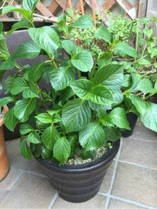 アジサイの花が咲かない ふ たろの植物日記 観葉植物 サボテン 多肉植物
