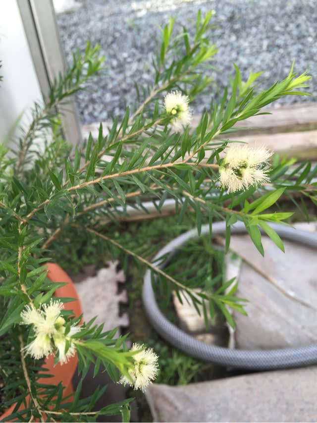 ブラックティーツリー 花 花と緑の仕事全般