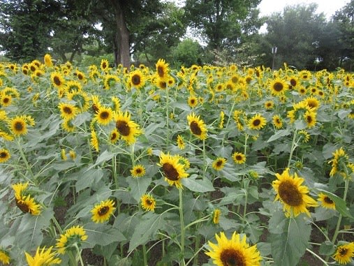 ２０品種のひまわりが咲く公園 学びの森 の四季と 楽しい各務原