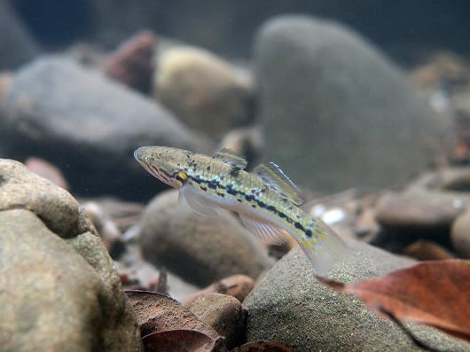 タメトモハゼ Ophieleotris Sp A 西表島 ２０１４ １１ ０２ １ かっちゃんのお魚ブログ
