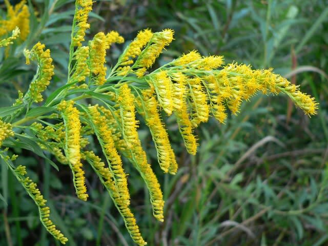夏 秋の花 ソリダゴ 田舎へ行ってご 見てご